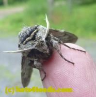 /home//u458753944/public_html/sourcegallery//Insects and small critters/butterflies and moths (Lepidoptera)/P1030437.JPG